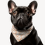 Sebastian & Clementine Lines Bandana Collar for Dogs and Cats