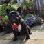 The "Bowtie" leather harness brown Small to Medium Size