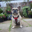 The "Bowtie" leather harness brown Small to Medium Size