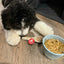 Reindeer Antler Dog Chews | Organic Chews for Dogs