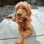 Elk Antler Dog Chews | All-Natural Whole and Split Elk Antler Chews for Dogs