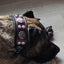 The "Hektor" Burgundy Collar LIMITED