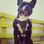 ''Frenchie'' studded leather harness Small to Medium Size