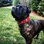 The "Eros" collar 2.5 inch wide RED
