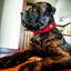 The "Eros" collar 2.5 inch wide RED