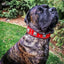 The "Eros" collar 2.5 inch wide RED