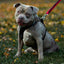 The ''Style'' harness Black