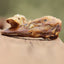 Duck Head