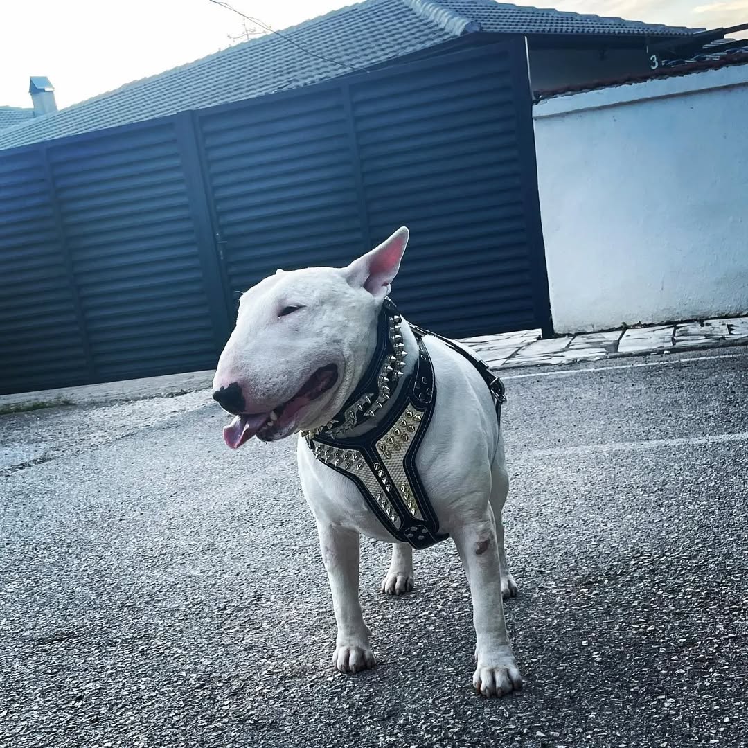 ''Platinum'' harness Medium Size