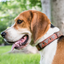 Leather Dog Collar - Brown Rust