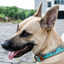 Leather Dog Collar - Teal