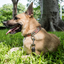 Leather Dog Collar - Bronze Olive