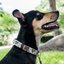 Leather Dog Collar - Ceramic Cello