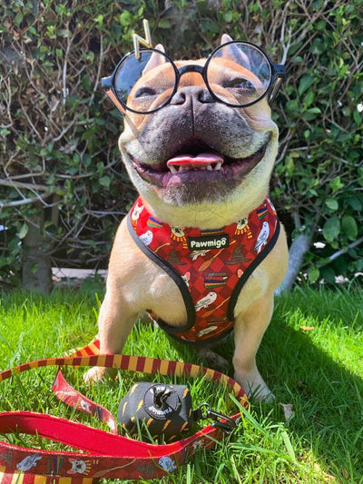 Pawgwarts Leash Kit