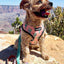 Succa For You Leash Kit