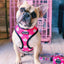 Fairytail Reversible Harness