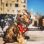 Taco Tuesday Reversible Harness