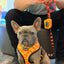 Taco Tuesday Leash Kit