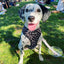 Polka Dog Reversible Harness