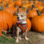Pupkin Patch Reversible Harness