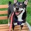 Red, White & Bark Reversible Harness