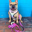 Slumber Pawty Leash Kit
