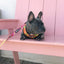 Snack Shack Leash Kit