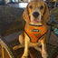 Succa For You Reversible Harness