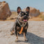 Wild Thing Free-Fit Harness