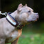 "Buffalo" collar