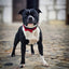 The "Bowtie" collar black