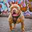 Irondog Harness