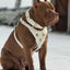 "Maximus White" BIG dog SET- Harness - collar - lead. Brass rivets