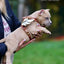 The "Hermes" leather harness - Small to Medium Size