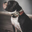 The Joker Limited Collar