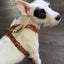 The "Hermes" leather harness - Small to Medium Size