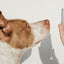 The Ubbe Modern Dog Licking Toy