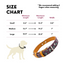 Leather Dog Collar - Camelot