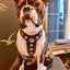 The ''Bijou'' harness Black & Pink Small to Medium Size