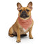 Sebastian & Clementine Scalloped Pink Bandana For Dogs and Cats