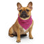 Sebastian & Clementine Pink Points Bandana For Dogs and Cats