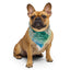 Sebastian & Clementine First House Pet Cotton Bandana