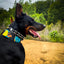 The BCW Limited Collar