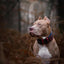 ''Captain America'' Collar