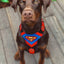 Superdog Harness