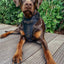 ''BATDOG'' HARNESS