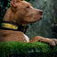 The ''D`Albertis'' collar