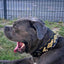 The ''Midas'' Collar Gold