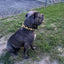 The ''Midas'' Collar Gold