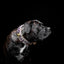 The Candy Dog Collar